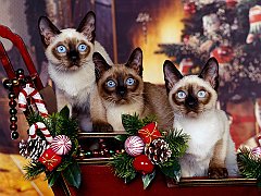 Siamese Trio